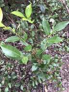 Image of fetterbush lyonia