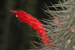 Image of Cleistocactus baumannii (Lem.) Lem.