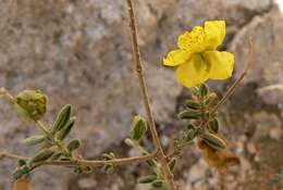 Image of Helianthemum stipulatum (Forsk.) C. Chr.