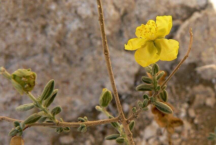 Image of Helianthemum stipulatum (Forsk.) C. Chr.