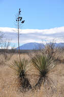 Image of soaptree yucca