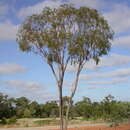 Image of Corymbia brachycarpa (D. J. Carr & S. G. M. Carr) K. D. Hill & L. A. S. Johnson