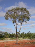 صورة Corymbia brachycarpa (D. J. Carr & S. G. M. Carr) K. D. Hill & L. A. S. Johnson