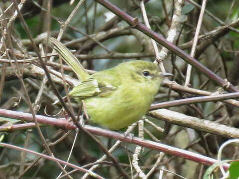 Phylloscartes ventralis (Temminck 1824)的圖片