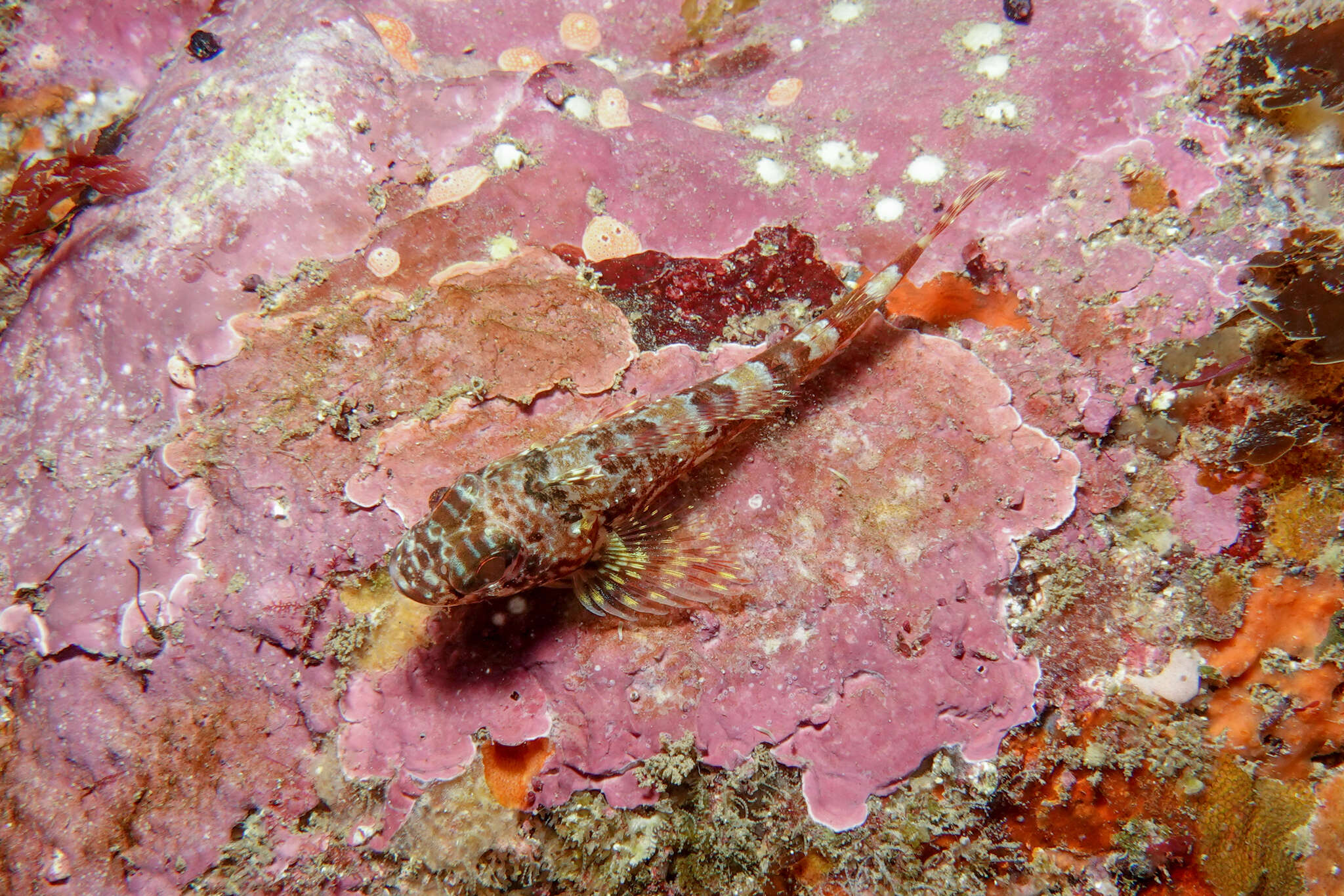 Image of New Zealand Scaly-headed Triplefin