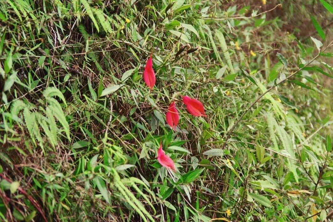 维茨尾萼兰的图像