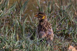 Image of Black-breasted Weaver