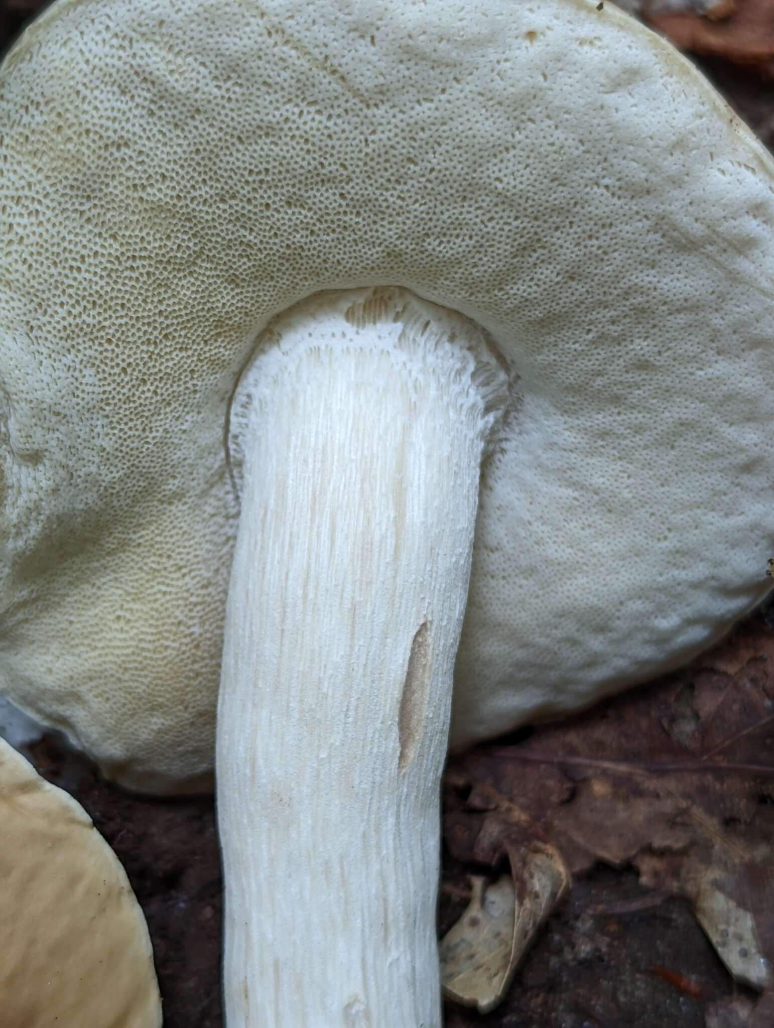 Image of Boletus nobilis Peck 1905