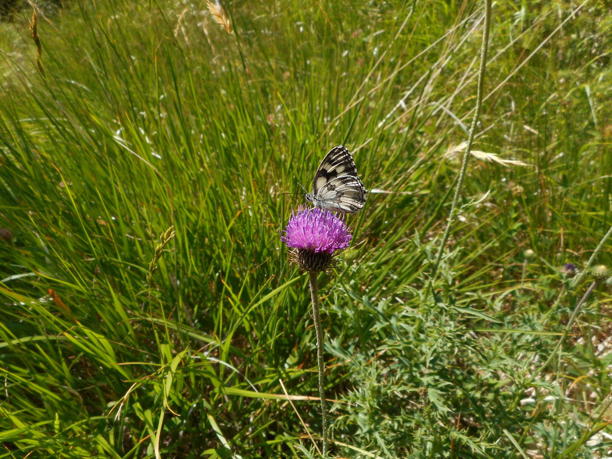 Plancia ëd Carduus carlinifolius Lam.