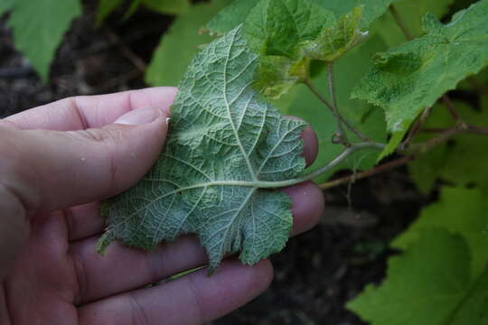 Imagem de Podosphaera macularis (Wallr.) U. Braun & S. Takam. 2000