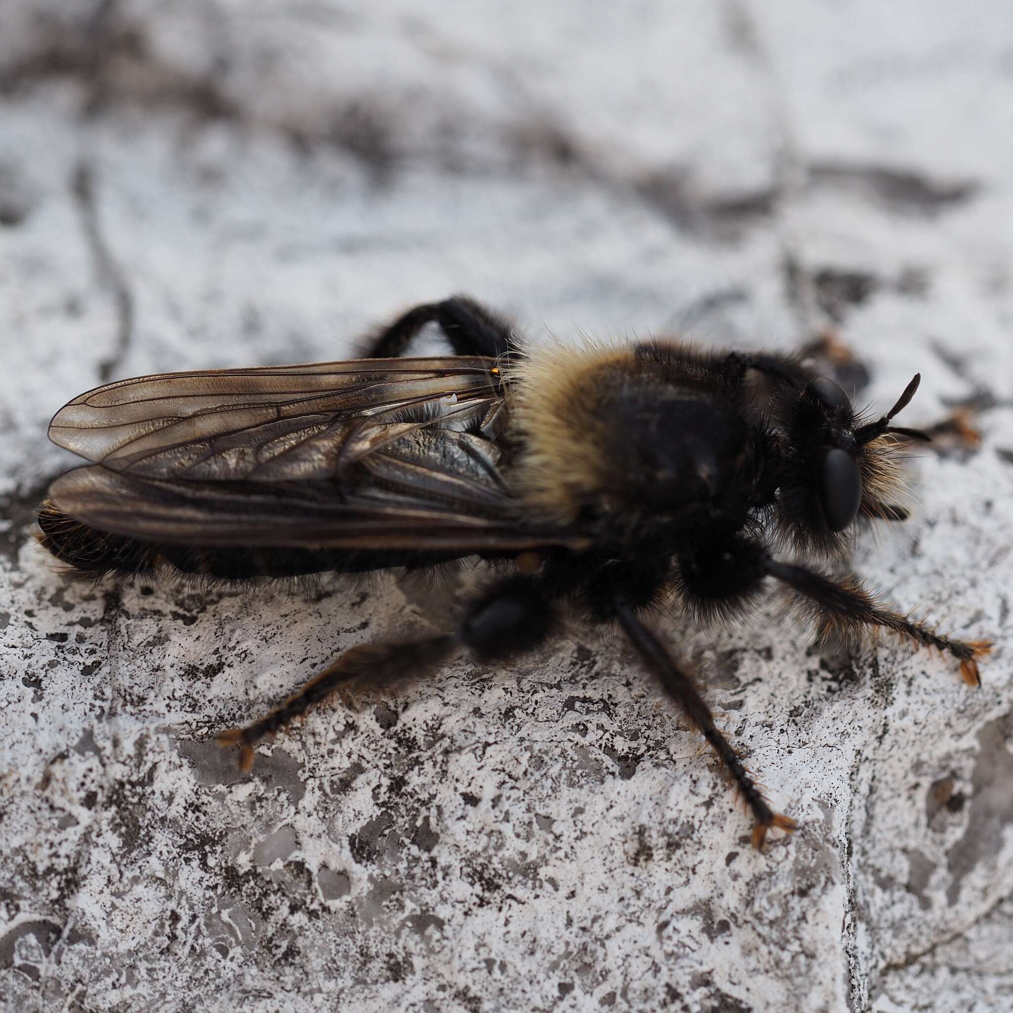 Image of Laphria ephippium (Fabricius 1781)