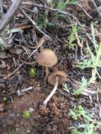 Image of Psathyrella laricina A. H. Sm. 1972