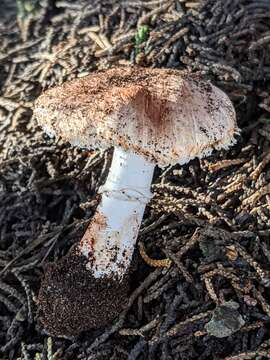 Imagem de Leucoagaricus cupresseus (Burl.) Boisselet & Guinb. 2001