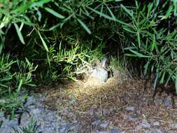 Image of Hewitt's Red Rock Hare