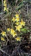 Image de Caladenia flava subsp. maculata Hopper & A. P. Br.