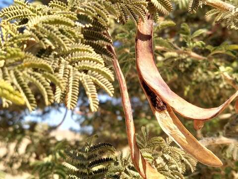 Plancia ëd Acacia pachyceras