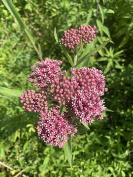 Imagem de Asclepias incarnata subsp. pulchra (Ehrh. ex Willd.) Woods.