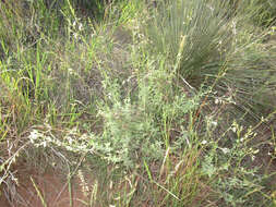 Слика од Oenothera cinerea (Wooton & Standl.) W. L. Wagner & Hoch