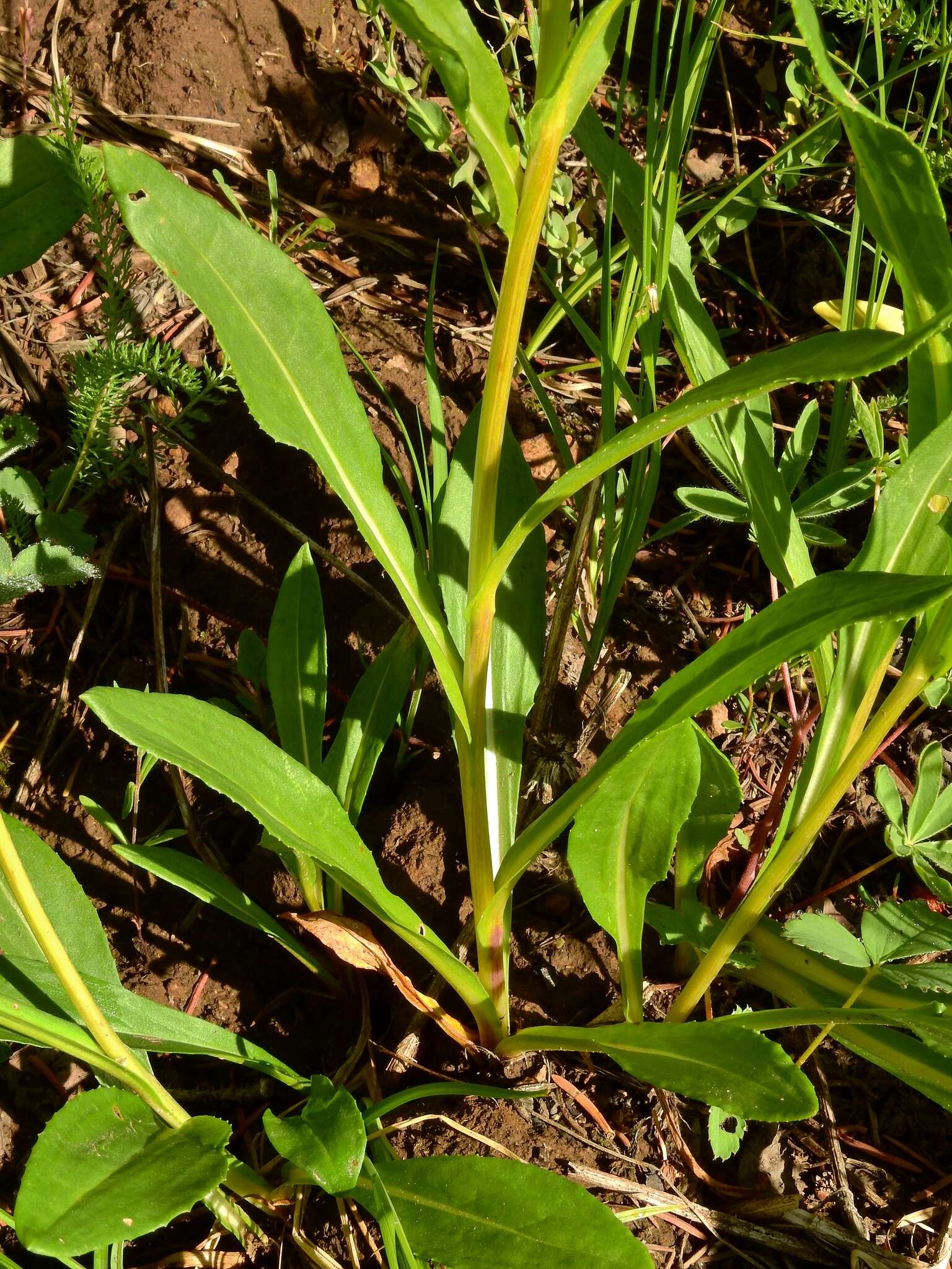 Image of Thick-Leaf Ragwort