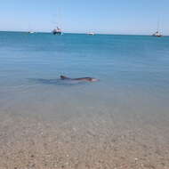 Image of Indian Ocean Bottlenose Dolphin