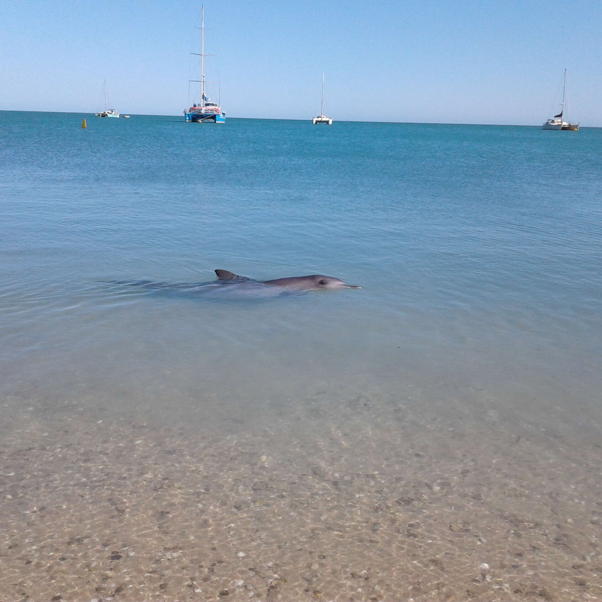 Image of Indian Ocean Bottlenose Dolphin