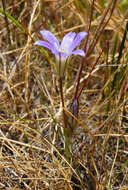 Sivun Brodiaea jolonensis Eastw. kuva