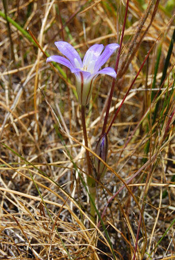 Image of chaparral brodiaea