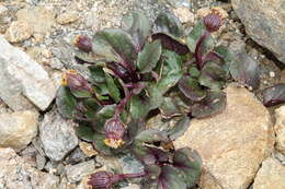 Image of Colorado ragwort