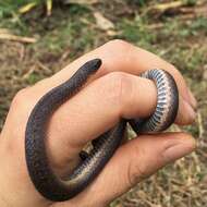 Image of Northern Ground Snake