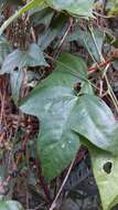 Image of Passiflora eglandulosa J. M. Mac Dougal