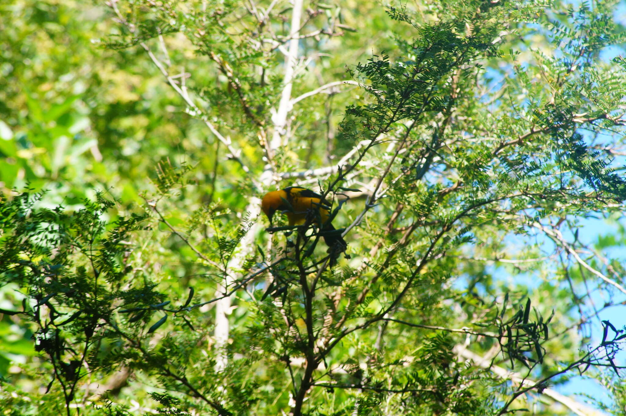 Image of Spot-breasted Oriole