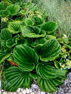 Image of giant forget-me-not