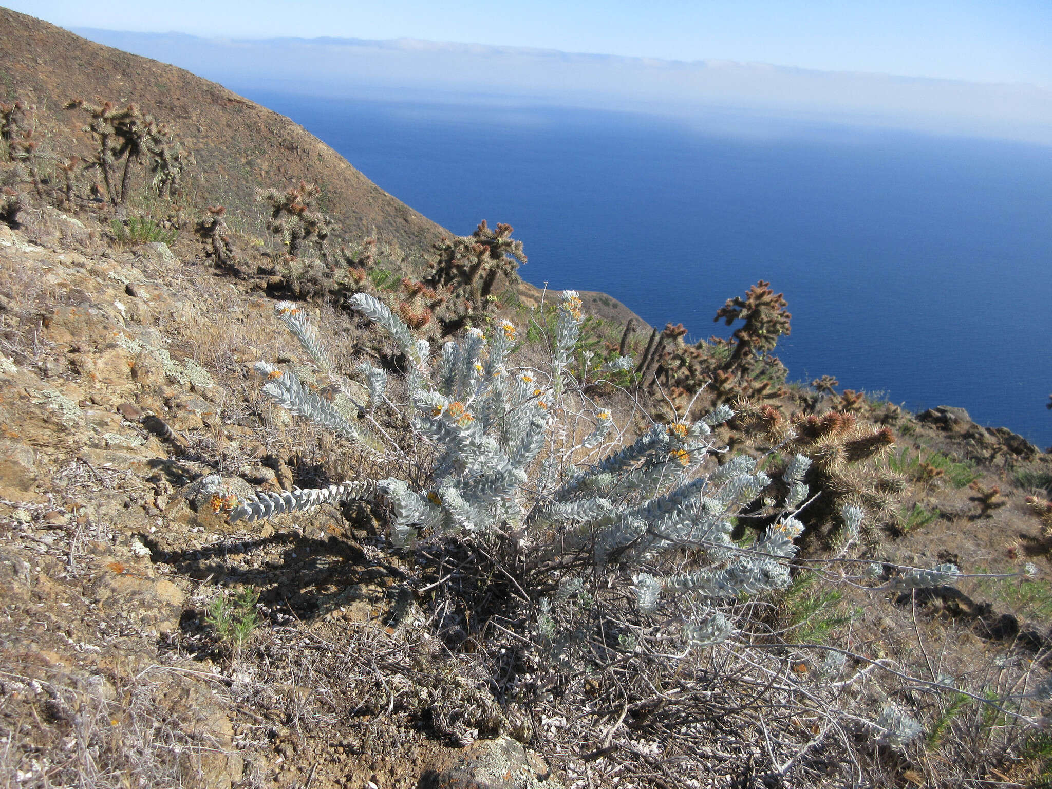 Image of <i>Acmispon argophyllus</i> var. <i>adsurgens</i>