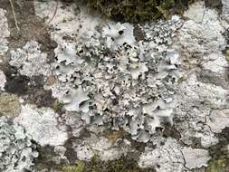 Image of Black stone flower