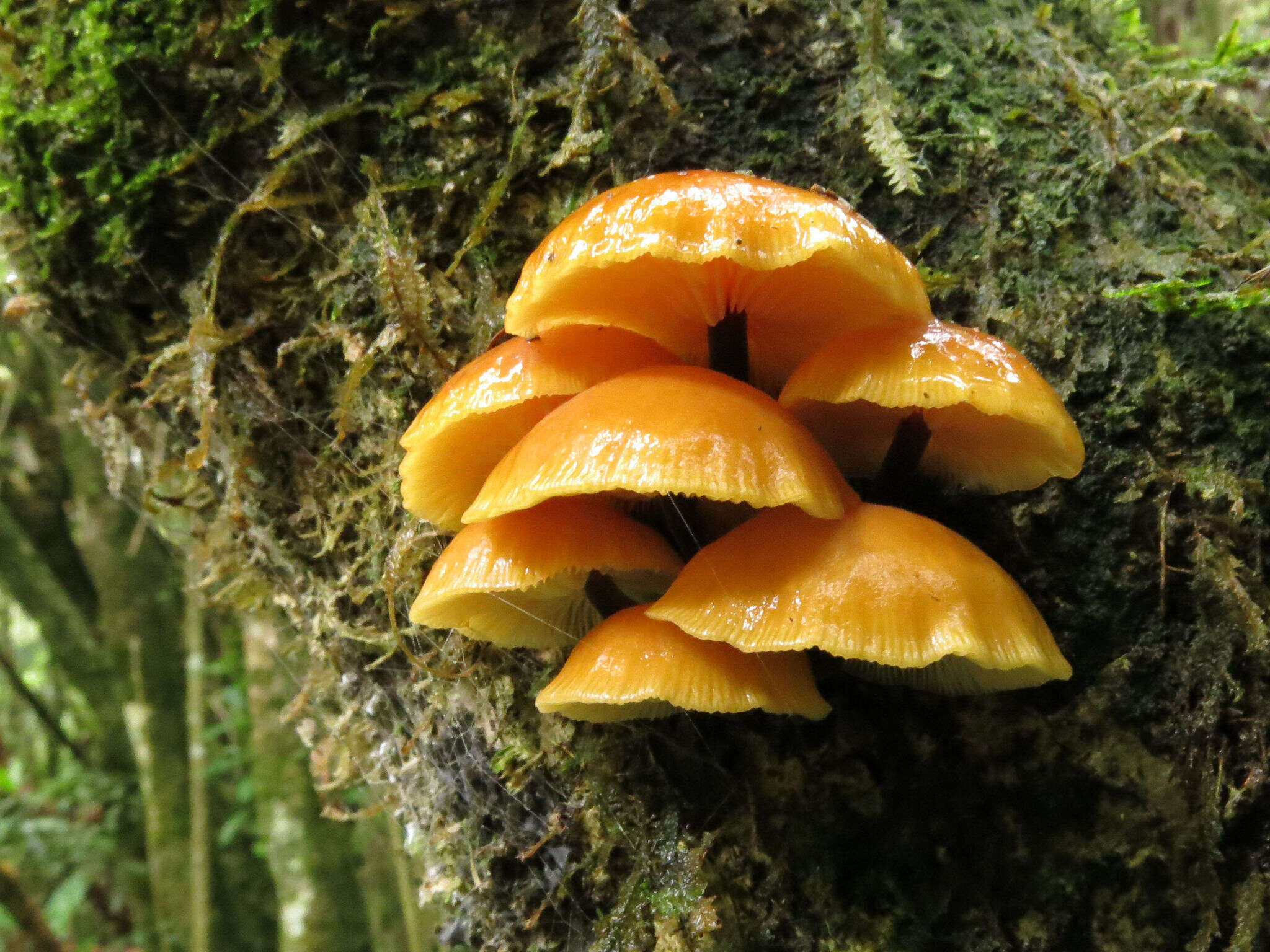 Plancia ëd Flammulina velutipes (Curtis) Singer 1951