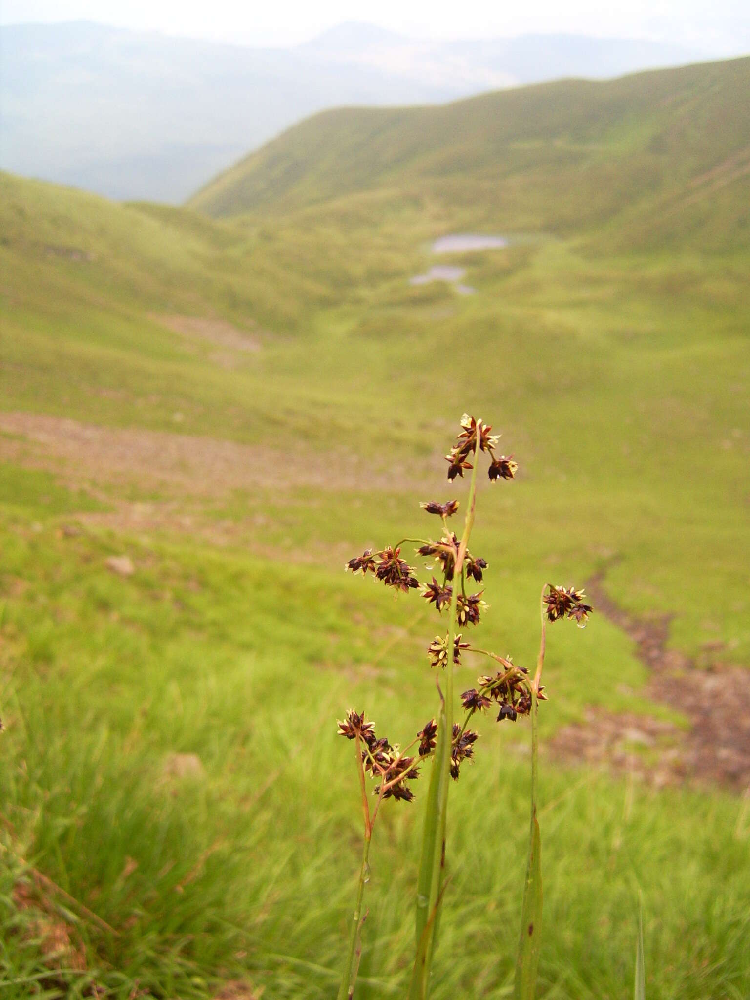 Imagem de Luzula alpinopilosa (Chaix) Breistr.