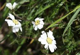 Слика од Achillea oxyloba (DC.) Sch. Bip.