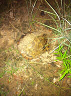 Image of slider turtle, red-eared terrapin, red-eared slider