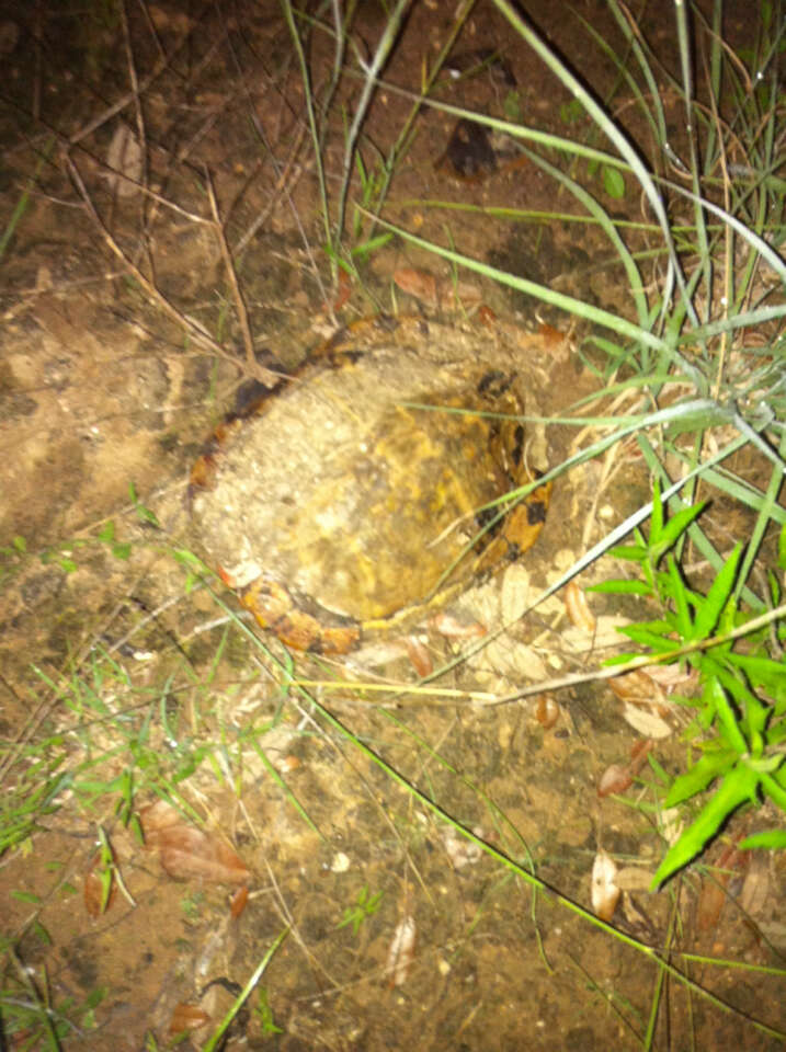 Image of slider turtle, red-eared terrapin, red-eared slider