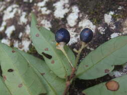 Image of Gaertnera pauciflora Malcomber & A. P. Davis