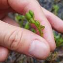 Image of Mimosa pudica var. tetrandra (Willd.) DC.