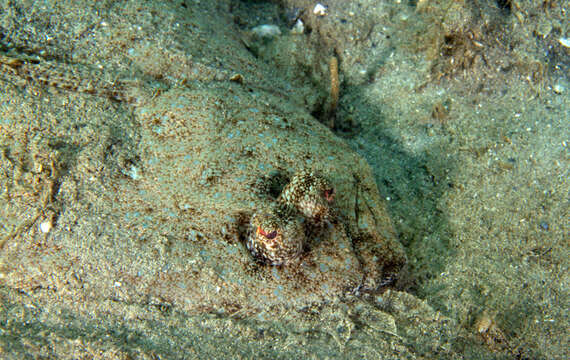 Image of Spotfin Flounder