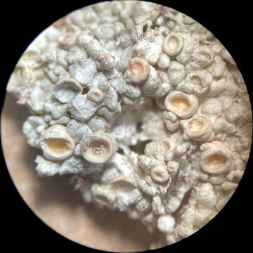 Imagem de Ochrolechia trochophora (Vain.) Oshio