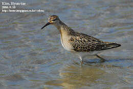 Image of Ruff