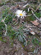 Image of Celmisia asteliifolia Hook. fil.