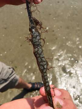 Image of Star ascidian