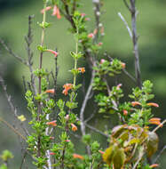 Image of Clinopodium tomentosum (Kunth) Govaerts