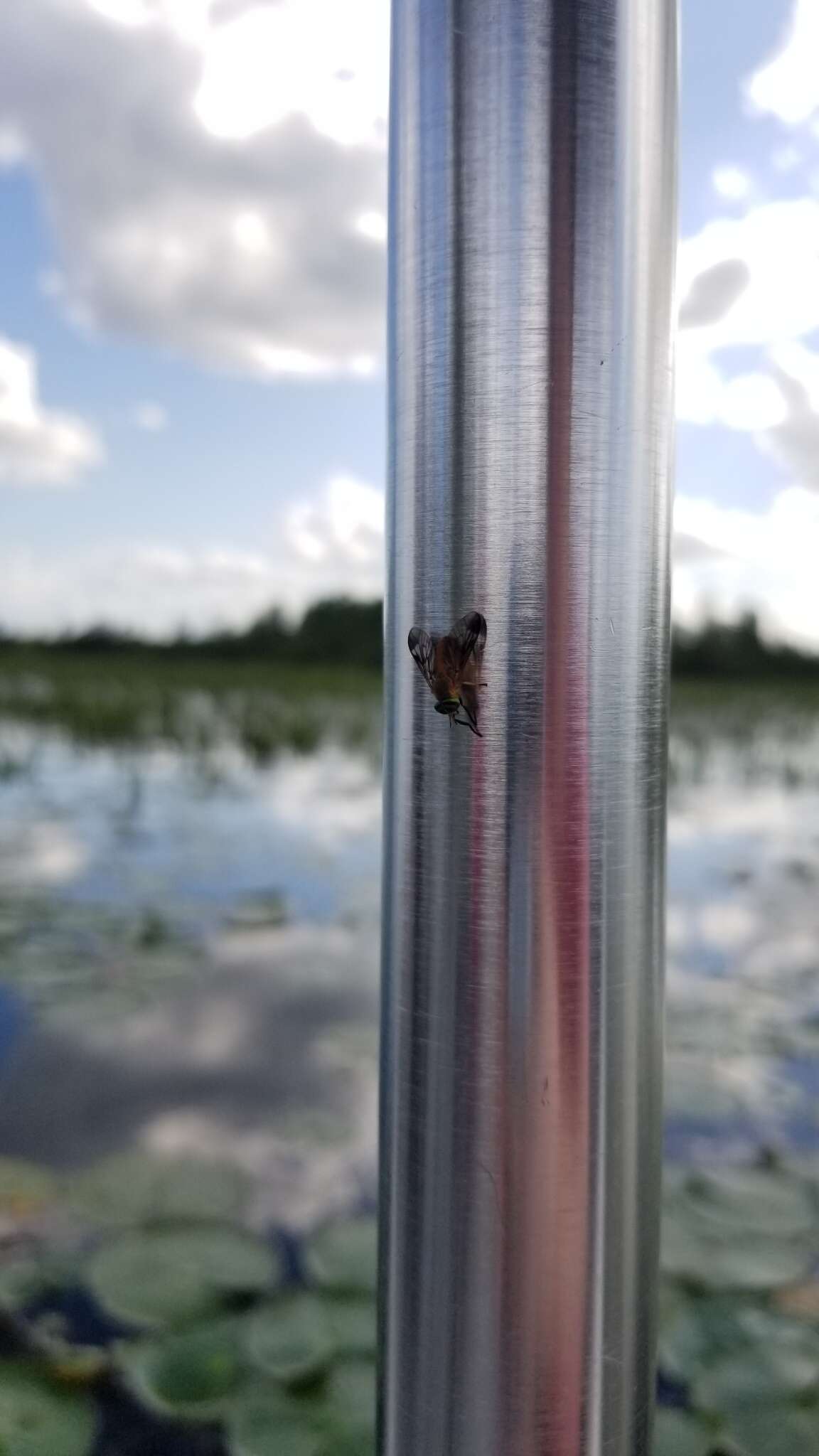 Image of Yellow Fly of the Dismal Swamp