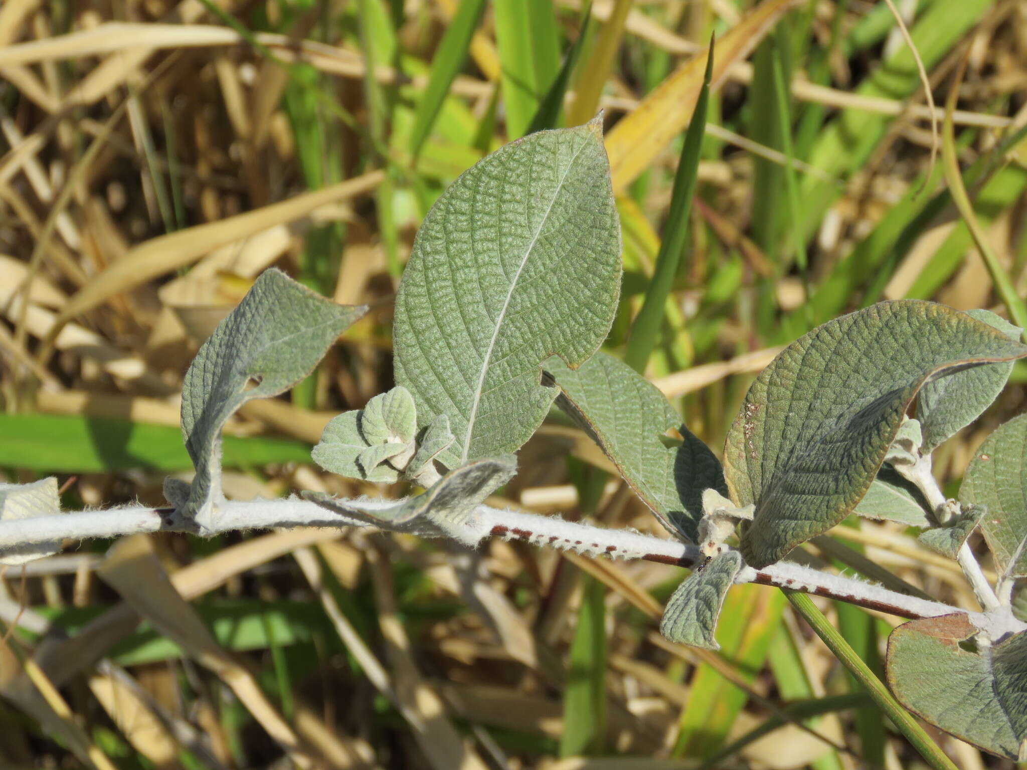 Image de Sabicea brasiliensis Wernham