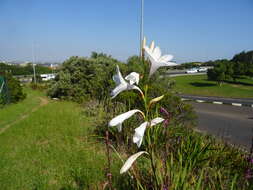 Image of Watsonia borbonica subsp. ardernei (Sander) Goldblatt